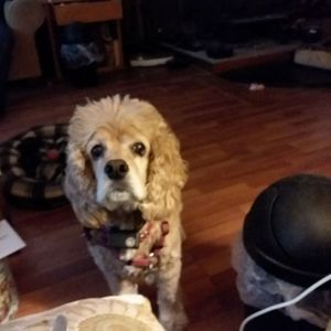 Meet your Posher, Amber